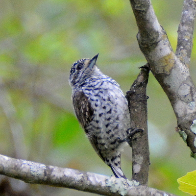 White Barred Piculet (2)